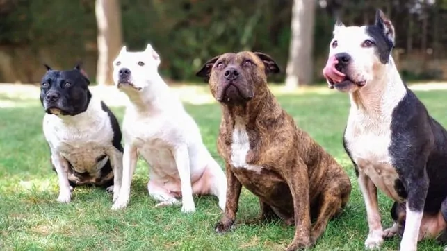 Seguro de Responsabilidad Civil para perros en Coín y Málaga: La normativa de las 8 razas que debes conocer