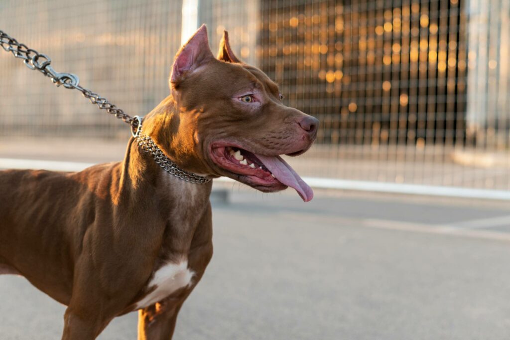 portrait-adorable-pitbull-dog (1)